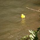 Enten_2013_23.jpg