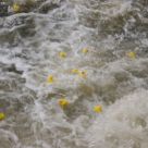 Enten_2013_12.jpg