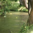 Enten_2013_22.jpg