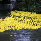 Enten_2013_10.jpg