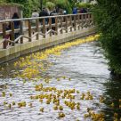 Enten_2013_13.jpg