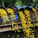 Enten_2013_09.jpg