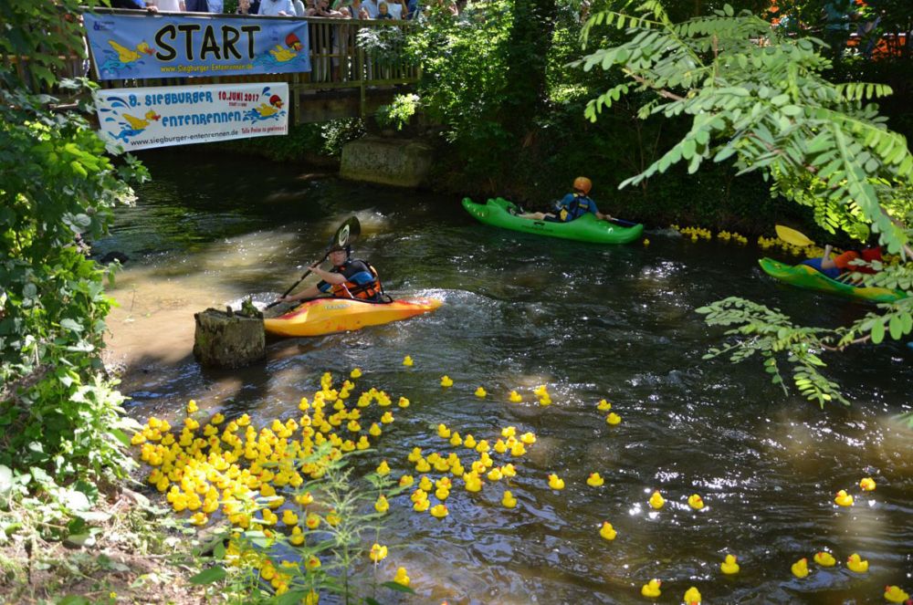 Siegburger Entenrennen auf dem Mühlenbach